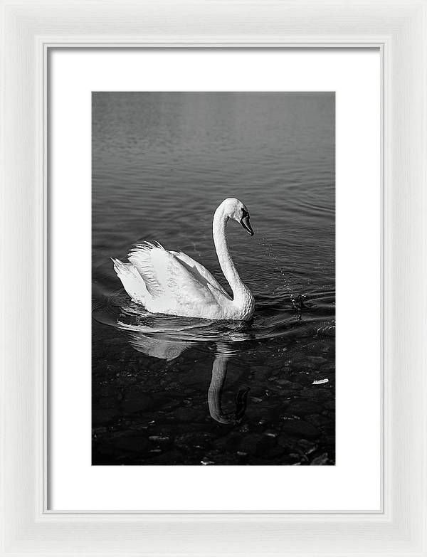 Swanflection - Framed Print