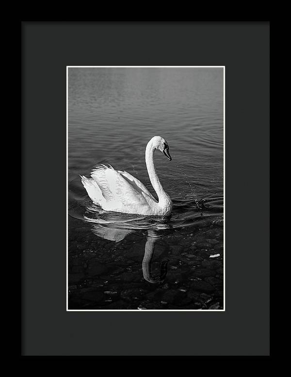 Swanflection - Framed Print