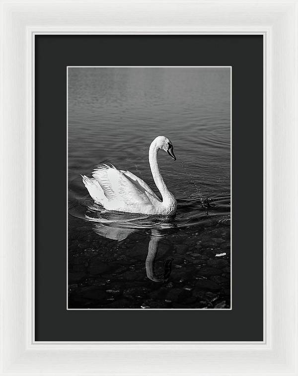 Swanflection - Framed Print